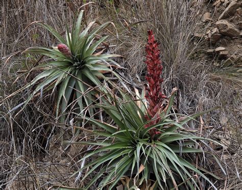 puya : Binisaya .